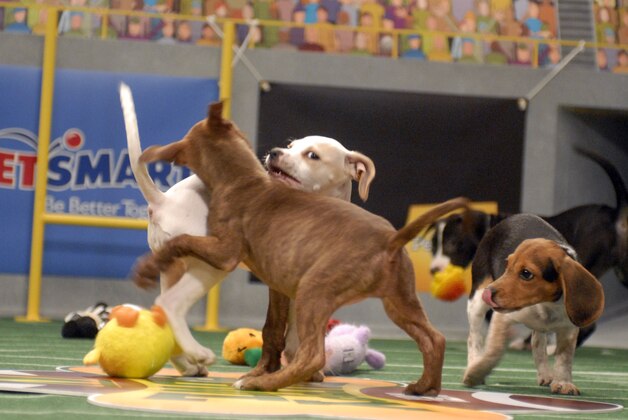 **FILE**   Puppies play during Animal Planet's Puppy Bowl in Silver Spring , Md., in this Tuesday, Oct. 16, 2007 file photo.  Puppy Bowl IV will premiere on Animal Planet on Feb 3, 2008.   (AP Photo/Stephen J Boitano, FILE)