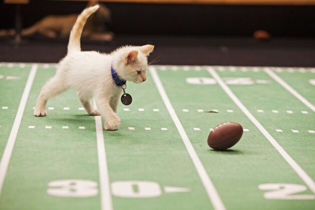 This Oct. 2013 photo provided by Crown Media United States, LLC shows Snowball playing during the