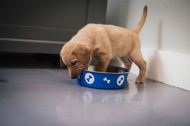 Puppy dog biting dog bowl in hallway (Image Source via AP Images)