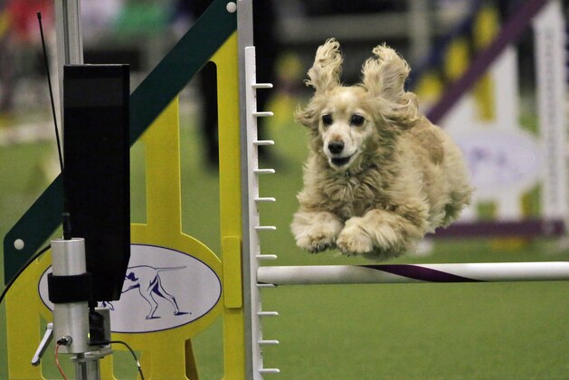 Sadie, a cocker spaniel, competes in the Westminster Kennel Club Masters Agility Championship, Saturday, Feb. 14, 2015, in New York. (AP Photo/Mary Altaffer)