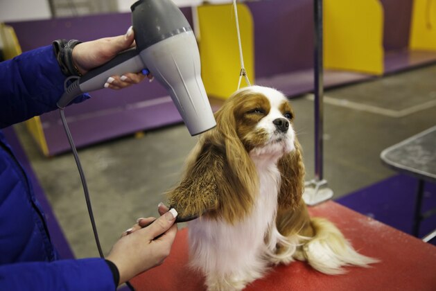 Gabby, a Cavalier King Charles, is groomed at the Westminster Kennel Club show in New York, Monday, Feb. 16, 2015. The show starts Monday morning and, to the owners of the 2,711 pooches set to take part, it's the Super Bowl, World Series and Daytona 500 of dogdom in the United States, one giant bark in the park. (AP Photo/Seth Wenig)