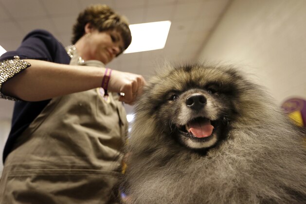 Jean Gauvhat-Hargis, of Sacramento, Calif., grooms Cubit, a keeshond, in the bunching area at the Westminster Kennel Club dog show Monday, Feb. 16, 2015, at Madison Square Garden in New York. (AP Photo/Mary Altaffer)