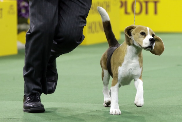 Miss P, a beagle, is shown in the rink during the hound competition at the Westminster Kennel Club dog show, Monday, Feb. 16, 2015, at Madison Square Garden in New York. Miss P won best hound. (AP Photo/Mary Altaffer)