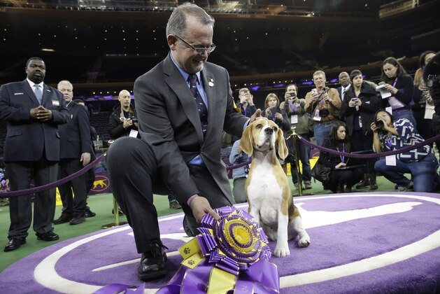 William Alexander poses with Miss P, a 15-inch beagle, after she won best in show at the Westminster Kennel Club dog show Tuesday, Feb. 17, 2015, at Madison Square Garden in New York. (AP Photo/Mary Altaffer)