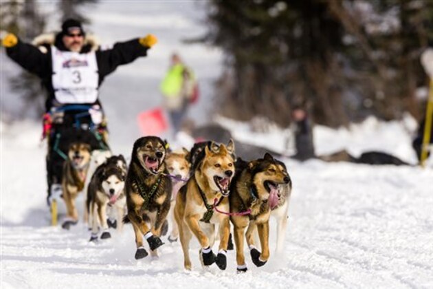 Musher Scott Janssen Competing In The 41St Iditarod Trail Sled Dog Race On Long Lake After Leaving The Willow Lake Area At The Restart In Southcentral Alaska. Afternoon. (Design Pics/AP Images)
