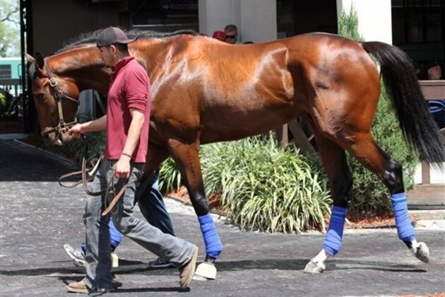 In this photo released by Hodges Photography, Louisiana Derby entrant Fire Alarm schools in the paddock Thursday, March 29, 2012, at at Fair Grounds race course in New Orleans. (AP Photo/Hodges Photography,  Lynn Roberts)