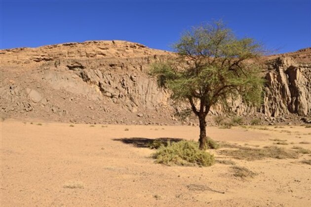 Algeria, Acacia tree in volcanic landscape of upper Ouksem Crater at Menzaz (Westend61 Images/AP Images)