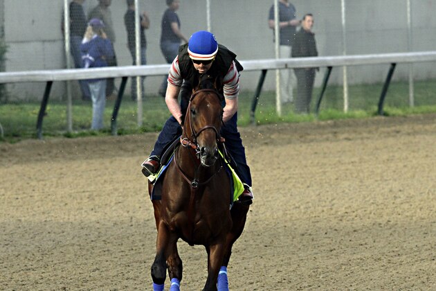 Exercise rider Jorge Alvarez gallops Kentucky Derby hopeful American Pharoah at Churchill Downs in Louisville, Ky., Saturday, April 18, 2015.  (AP Photo/Garry Jones)