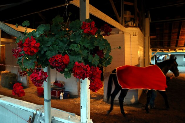 LOUISVILLE, KY - MAY 01:  A horse is walked in the barn area during morning training for the Kentucky Derby at Churchill Downs on May 1, 2015 in Louisville, Kentucky.  (Photo by Andy Lyons/Getty Images)