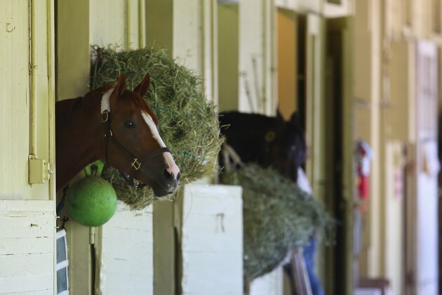 ELMONT, NY - MAY 20:  Kentucky Derby and Preakness winner California Chrome stands outside his stall after arriving at Belmont Park on May 20, 2014 in Elmont, New York. He is scheduled to race for the Triple Crown in the 146th running of the Belmont stakes  (Photo by Al Bello/Getty Images)