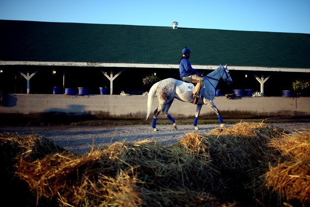 LOUISVILLE, KY - MAY 01:  A Jockey takes a horse to the track during morning training for the Kentucky Derby at Churchill Downs on May 1, 2015 in Louisville, Kentucky.  (Photo by Chris Graythen/Getty Images)