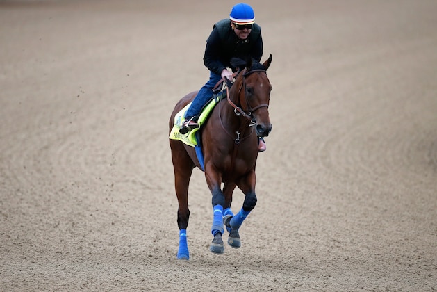 LOUISVILLE, KY - APRIL 30:  American Pharoah goes over the track during morning training for the Kentucky Derby at Churchill Downs on April 30, 2015 in Louisville, Kentucky.  (Photo by Rob Carr/Getty Images)