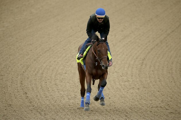 Exercise rider Jorge Alvarez rides Kentucky Derby entrant American Pharaoh during a morning workout at Churchill Downs Thursday, April 30, 2015, in Louisville, Ky. (AP Photo/Charlie Riedel)