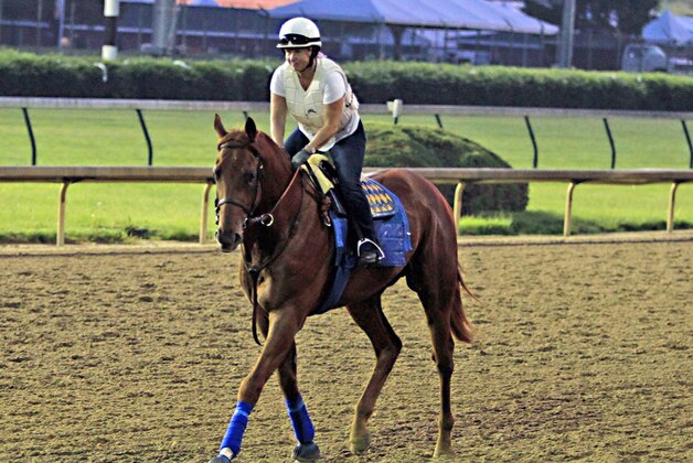 Exercise rider Dana Barnes jogs Kentucky Derby third place finisher Dortmund the wrong way around the track at Churchill Downs in Louisville, Ky., Thursday, May 7, 2015. Dortmund and Kentucky Derby winner American Pharoah, both trained by Bob Baffert, are continuing their training at Churchill Downs before shipping to Baltimore for the Preakness Stakes on May 16th. (AP Photo/Garry Jones)