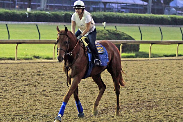 Exercise rider Dana Barnes jogs Kentucky Derby third place finisher Dortmund the wrong way around the track at Churchill Downs in Louisville, Ky., Thursday, May 7, 2015. Dortmund and Kentucky Derby winner American Pharoah, both trained by Bob Baffert, are continuing their training at Churchill Downs before shipping to Baltimore for the Preakness Stakes on May 16th. (AP Photo/Garry Jones)