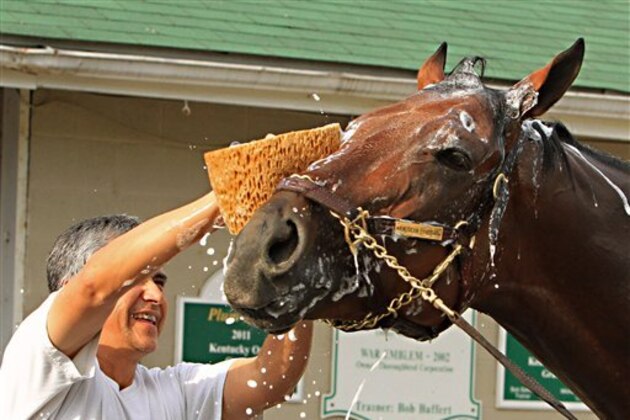 Kentucky Derby winner American Pharoah gets his face washed by groom Eduardo Garcia during a morning bath outside Barn 33 at Churchill Downs in Louisville, Ky., Sunday, May 10, 2015 following a morning gallop. (AP Photo/Garry Jones)