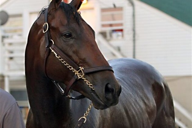 Kentucky Derby winner American Pharoah watches activity outside Barn 33 after a morning jog at Churchill Downs in Louisville, Ky., Thursday, May 7, 2015. American Pharoah is continuing his training at Churchill Downs before going to Baltimore for next weekend's Preakness Stakes horse race. (AP Photo/Garry Jones)