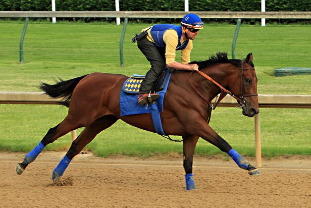 Exercise rider Jorge Alvarez gallops Kentucky Derby winner American Pharoah at Churchill Downs in Louisville, Ky., Monday, May 11, 2015. The colt is preparing for a start in the 140th Preakness Stakes in Baltimore on May 16.  (AP Photo/Garry Jones)