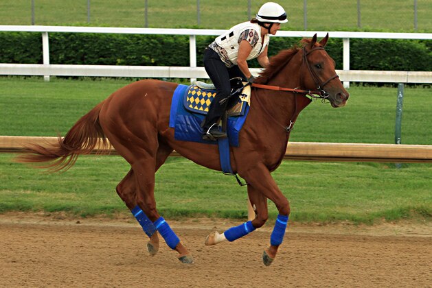 Kentucky Derby third-place finisher Dortmund, with regular exercise rider Dana Barnes aboard, gallops at Churchill Downs in Louisville, Ky., Sunday, May 10, 2015. Dortmund and stablemate, Kentucky Derby winner American Pharoah, will ship to Baltimore for the Preakness Stakes on May 16.  (AP Photo/Garry Jones)
