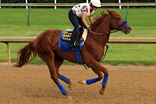 Exercise rider Dana Barnes gallops Preakness Stakes hopeful Dortmund at Churchill Downs in Louisville, Ky., Monday, May 11, 2015. Dortmund, third-place finisher in the Kentucky Derby, will ship to Baltimore to run in the 140th Preakness Stakes on May 16.  (AP Photo/Garry Jones)