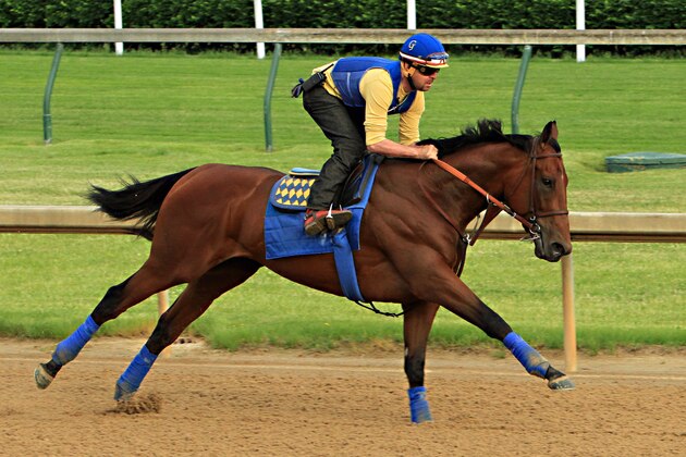 Exercise rider Jorge Alvarez gallops Kentucky Derby winner American Pharoah at Churchill Downs in Louisville, Ky., Monday, May 11, 2015. The colt is preparing for a start in the 140th Preakness Stakes in Baltimore on May 16.  (AP Photo/Garry Jones)