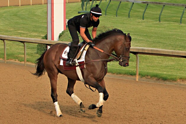Exercise rider Umberto Gomez gallops Kentucky Derby runner-up Firing Line at Churchill Downs in Louisville, Ky., Monday, May 11, 2015 in preparations for a start in the 140th Preakness Stakes in Baltimore on May 16.  (AP Photo/Garry Jones)