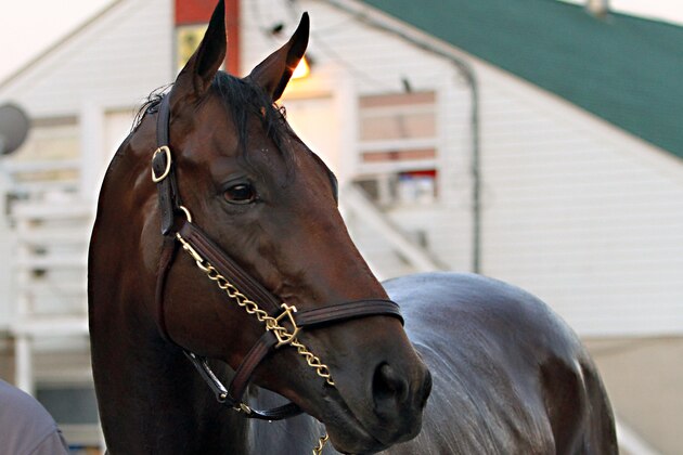Kentucky Derby winner American Pharoah watches activity outside Barn 33 after a morning jog at Churchill Downs in Louisville, Ky., Thursday, May 7, 2015. American Pharoah is continuing his training at Churchill Downs before going to Baltimore for next weekend's Preakness Stakes horse race. (AP Photo/Garry Jones)