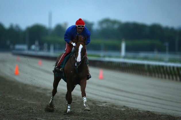 ELMONT, NY - JUNE 05:  Kentucky Derby and Preakness winner California Chrome, with exercise rider Willie Delgado up, trains on the main track at Belmont Park on June 5, 2014  in Elmont,  New York   He is scheduled to race for the Triple Crown in the 146th running of the Belmont Stakes  (Photo by Al Bello/Getty Images)