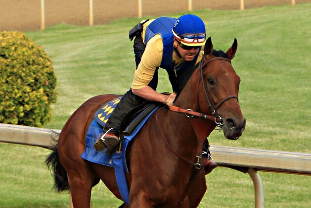 Exercise rider Jorge Alvarez gallops Kentucky Derby winner American Pharoah at Churchill Downs in Louisville, Ky., Monday, May 11, 2015. The colt is preparing for a start in the 140th Preakness Stakes in Baltimore on May 16.  (AP Photo/Garry Jones)