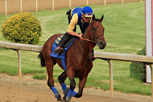 Exercise rider Jorge Alvarez gallops Kentucky Derby winner American Pharoah at Churchill Downs in Louisville, Ky., Monday, May 11, 2015. The colt is preparing for a start in the 140th Preakness Stakes in Baltimore on May 16.  (AP Photo/Garry Jones)