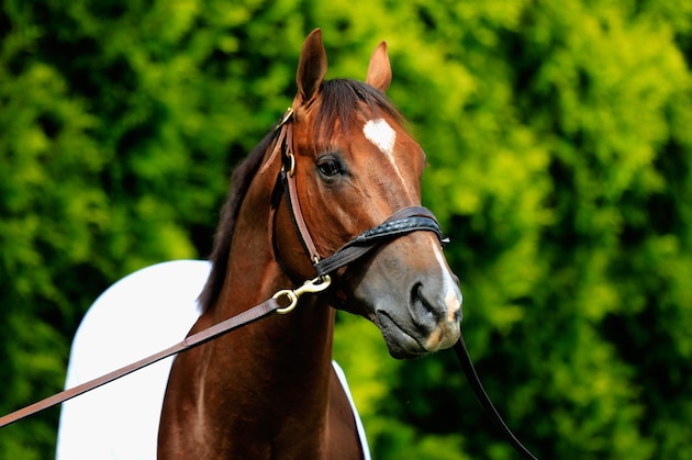 BALTIMORE, MD - MAY 13: Mr. Z grazes outside of the barn in preparation for the 140th Preakness Stakes at Pimlico Race Course on May 13, 2015 in Baltimore, Maryland.  (Photo by Rob Carr/Getty Images)
