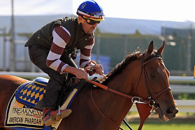 Exercise rider Jorge Alvarez gallops Kentucky Derby winner and Preakness Stakes favorite American Pharoah at Pimlico Race Course in Baltimore, Thursday, May 14, 2015.  (AP Photo/Garry Jones)