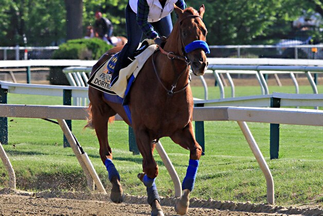 Preakness Stakes entrant Dortmund gallops under exercise rider Dana Barnes at Pimlico Race Course in Baltimore, Thursday, May 14, 2015.  (AP Photo/Garry Jones)