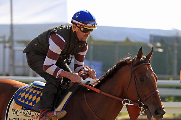Exercise rider Jorge Alvarez gallops Kentucky Derby winner and Preakness Stakes favorite American Pharoah at Pimlico Race Course in Baltimore, Thursday, May 14, 2015.  (AP Photo/Garry Jones)