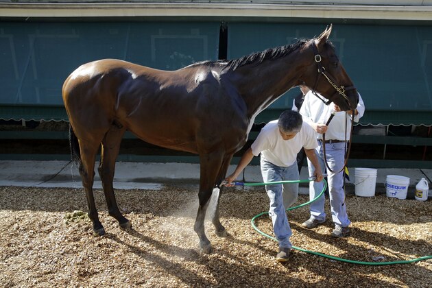 A groom washes Kentucky Derby winner American Pharoah at Pimlico Race Course in Baltimore, Thursday, May 14, 2015. The Preakness Stakes horse race is scheduled to take place May 16. (AP Photo/Patrick Semansky)