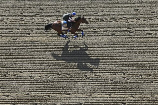 Kentucky Derby winner American Pharoah, with exercise rider Jorge Alvarez aboard, gallops at Pimlico Race Course in Baltimore, Thursday, May 14, 2015. The Preakness Stakes horse race is scheduled to take place May 16. (AP Photo/Patrick Semansky)