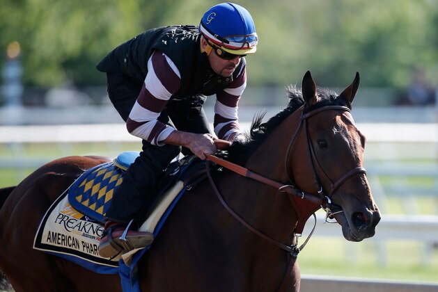 BALTIMORE, MD - MAY 14:  Kentucky Derby winner American Pharoah trains on the track for the 140th Preakness Stakes at Pimlico Race Course on May 14, 2015 in Baltimore, Maryland.  (Photo by Rob Carr/Getty Images)