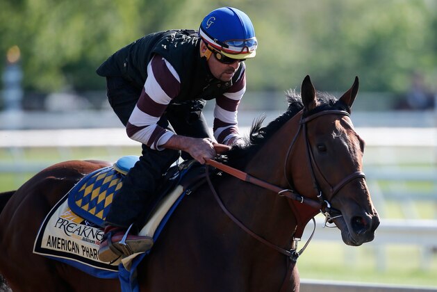 BALTIMORE, MD - MAY 14: Kentucky Derby winner American Pharoah trains on the track for the 140th Preakness Stakes at Pimlico Race Course on May 14, 2015 in Baltimore, Maryland. (Photo by Rob Carr/Getty Images) BALTIMORE, MD - MAY 14: Kentucky Derby winner American Pharoah trains on the track for the 140th Preakness Stakes at Pimlico Race Course on May 14, 2015 in Baltimore, Maryland. (Photo by Rob Carr/Getty Images)