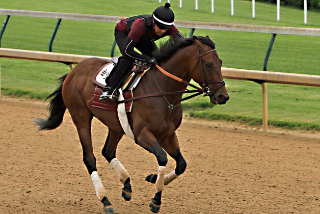 Exercise rider Umberto Gomez gallops Kentucky Derby runner-up Firing LIne at Churchill Downs in Louisville, Ky., Sunday, May 10, 2015. Firing Line will ship to Baltimore on Wednesday to run in the 140th Preakness Stakes on May 16.  (AP Photo/Garry Jones)