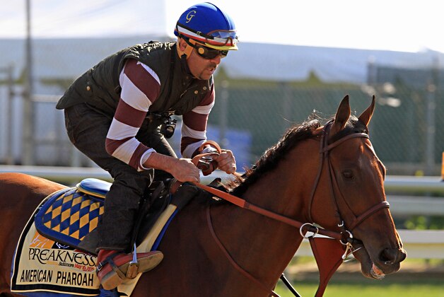 Exercise rider Jorge Alvarez gallops Kentucky Derby winner and Preakness Stakes favorite American Pharoah at Pimlico Race Course in Baltimore, Thursday, May 14, 2015.  (AP Photo/Garry Jones)
