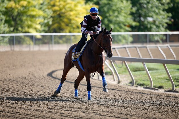 BALTIMORE, MD - MAY 14:  Kentucky Derby winner American Pharoah trains on the track for the 140th Preakness Stakes at Pimlico Race Course on May 14, 2015 in Baltimore, Maryland.  (Photo by Rob Carr/Getty Images)