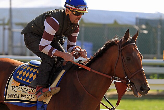 Exercise rider Jorge Alvarez gallops Kentucky Derby winner and Preakness Stakes favorite American Pharoah at Pimlico Race Course in Baltimore, Thursday, May 14, 2015.  (AP Photo/Garry Jones)