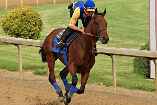 Exercise rider Jorge Alvarez gallops Kentucky Derby winner American Pharoah at Churchill Downs in Louisville, Ky., Monday, May 11, 2015. The colt is preparing for a start in the 140th Preakness Stakes in Baltimore on May 16.  (AP Photo/Garry Jones)