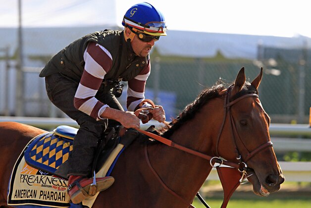 Exercise rider Jorge Alvarez gallops Kentucky Derby winner and Preakness Stakes favorite American Pharoah at Pimlico Race Course in Baltimore, Thursday, May 14, 2015.  (AP Photo/Garry Jones)
