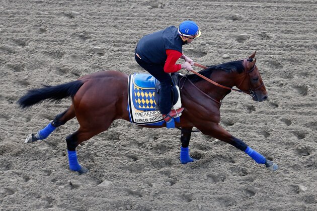BALTIMORE, MD - MAY 15:  Kentucky Derby winner American Pharoah trains on the track for the 140th Preakness Stakes at Pimlico Race Course on May 15, 2015 in Baltimore, Maryland.  (Photo by Rob Carr/Getty Images)