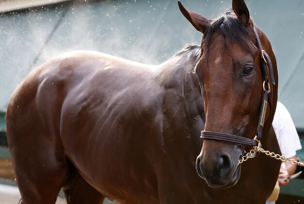 May 15, 2015; Baltimore, MD, USA; Kentucky Derby winner American Pharoah receives a bath from a handler in the Preakness Barn after a workout for the 140th Preakness Stakesat Pimlico Race Course. Mandatory Credit: Geoff Burke-USA TODAY Sports