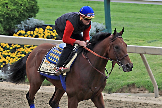 Exercise rider Jorge Alvarez gallops Preakness Stakes entrant American Pharoah at Pimlico Race Course in Baltimore, Friday, May 15, 2015.  (AP Photo/Garry Jones)