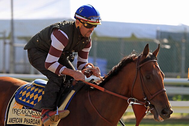 Exercise rider Jorge Alvarez gallops Kentucky Derby winner and Preakness Stakes favorite American Pharoah at Pimlico Race Course in Baltimore, Thursday, May 14, 2015.  (AP Photo/Garry Jones)
