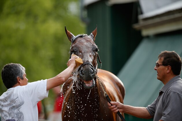 BALTIMORE, MD - MAY 15: American Pharoah gets a bath following training on the track for the 140th Preakness Stakes at Pimlico Race Course on May 15, 2015 in Baltimore, Maryland.  (Photo by Rob Carr/Getty Images)