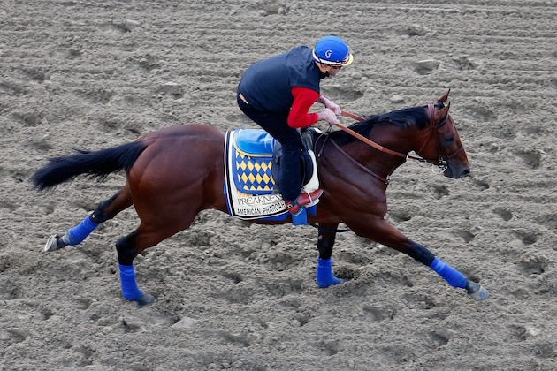 BALTIMORE, MD - MAY 15:  Kentucky Derby winner American Pharoah trains on the track for the 140th Preakness Stakes at Pimlico Race Course on May 15, 2015 in Baltimore, Maryland.  (Photo by Rob Carr/Getty Images)